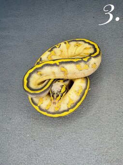 Predam krasne mladata P.Regius-vlastný odchov - 15