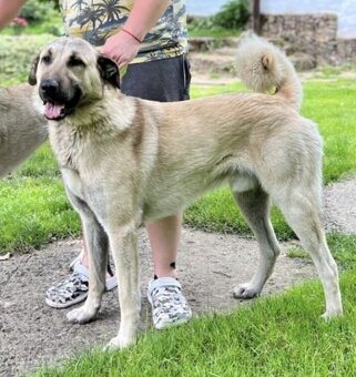 Kangal   štěňata - 15