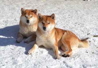 Shiba inu s PP /FCI / - 15