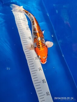 Koi kapor - 15