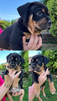 American bully xl s PP - 15