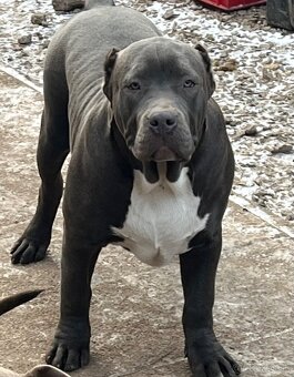 american bully s pp - 15