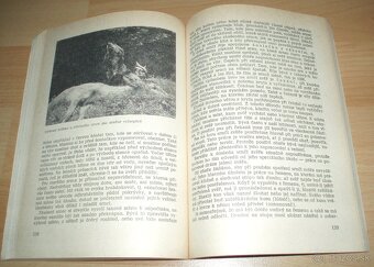 Práce psa při lovu - 15