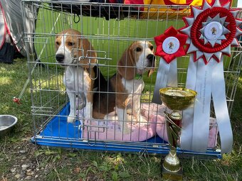 Bigel, bigl, beagle s PP - 15