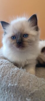 Ragdoll mačiatka, mačka - 15
