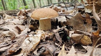 Jedinecny dom v lone prirody na predaj. - 15