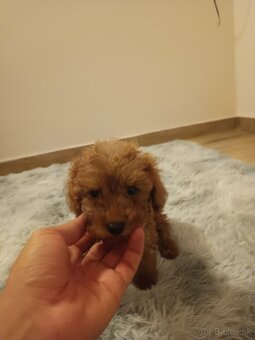 Toy Pudel chalpec - 15