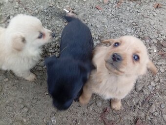 Predám 8-týždnové šteniatka 1 za 20€ - 15