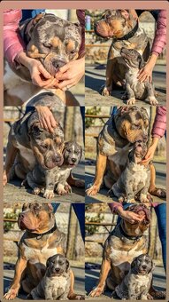 American Bully XL - 15