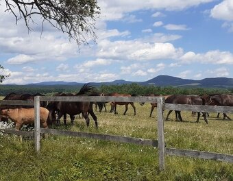 3iz byt 62,92m2 v tichom prostredí Topoľčianok - 15