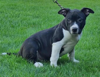 J&K bullys "ponúkame na predaj American bully XL - 15
