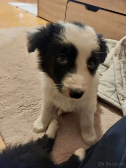 Šteňatá Border kólie - 15