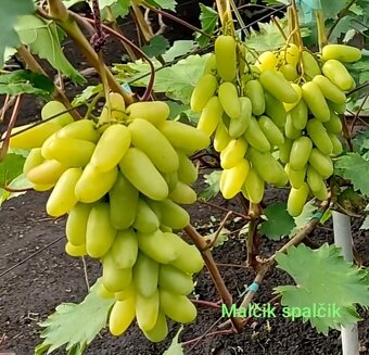 Predám sadenice viniča - 15
