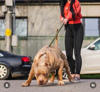 American Bully XL (Pitbull XXL) - 15