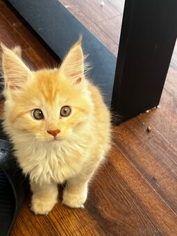 maciatko Fenix s PP/maine coon - 15