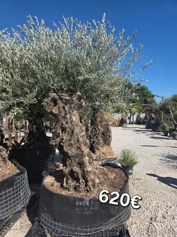 Mrazuvzdorne Olivovníky - 15