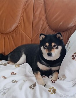 Shiba inu - 15
