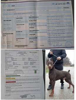 DOBERMAN ŠTENIATKA FCI P.P. - 15