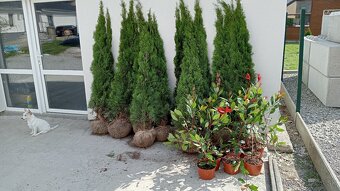 Tuja Smaragd, vavrínovec, červienka - Martin - 15