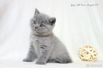 Britské mačiatka s PP ♥ - 15