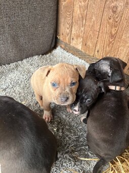 Americký stafordsirsky terier, Stafford, amstaf - 15