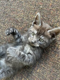 1/2 Mainská mývalia mačka/kocúr (Maine Coon) - 15