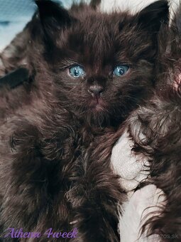 Mainska myvalia mačka - mačiatka Maine coon - 15
