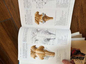 Anatomia Čihak 1,2,3 - 15
