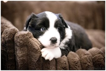 Border Collie Border Kolia s PP FCI - 15