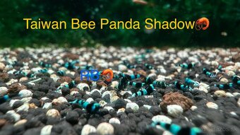 PREMIUM AKVA KREVETKY Caridina a Neocaridina - Odchovy - 15
