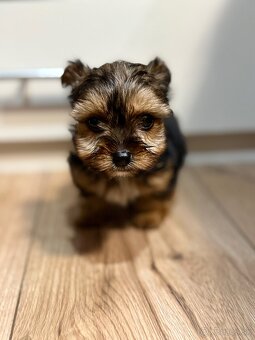 York, Yorkshire, Yorkshire terier, mini yorkshire - 15