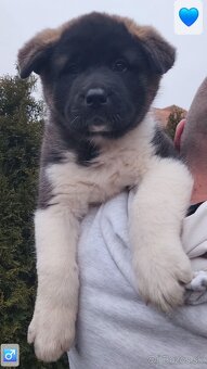 Americká akita (American akita) s PP - 15