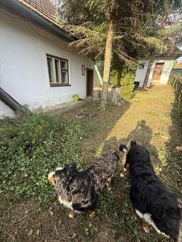 Na predaj 2 rodinné domy na 1 pozemku obec Radobica - 15