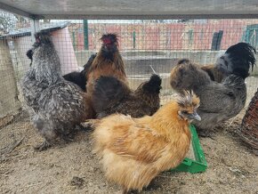 Kuriatka , kurčatá .násadové vajcia - 15