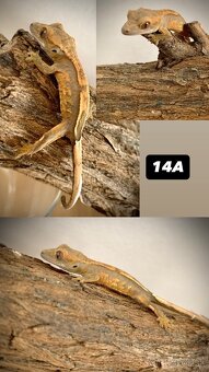 Pagekon riasnaty - 15