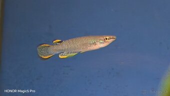 Akvariové ryby (raritky) k odberu - 15