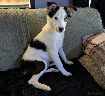 Border kolia tricolor - 15