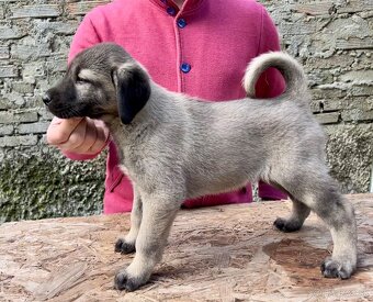 KANGAL - štěňata již K ODBĚRU, iba sučky - 15