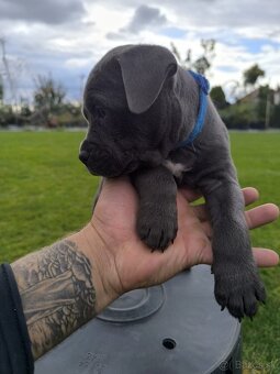 Amstaff šteniatka -verný modrý priatelia - 15