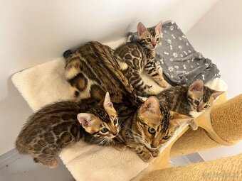 Bengalska mačka - 15
