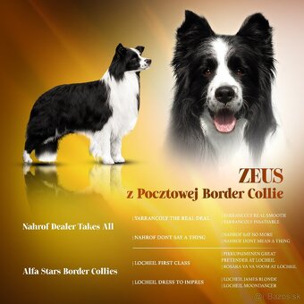 Border Kólia šteniatka Plánovaný vrh - Border Collie puppies - 15