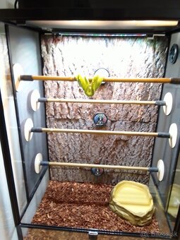 Morelia Viridis Aru spolu s teráriom - 15