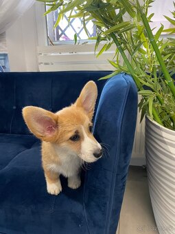 Welsh corgi pembroke - 15