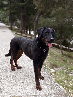 Beauceron - francouzský ovčák s PP (FCI) - 15