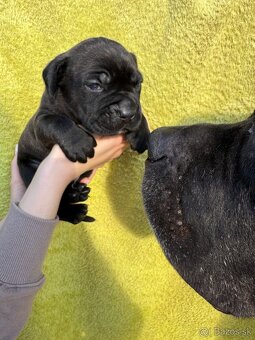 Výnimočné šteniatka americký bandog s PP k odberu - 15
