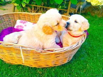 Zlatý retriever - 15
