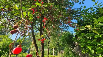 Perkupa - 3 izbový rodinný dom vo výbornom stave - 15