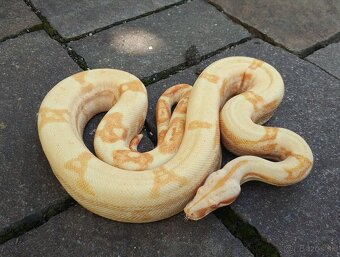 Boa imperator - Purple Sharp Sunglow Aztec, Sharp Sunglow - 15