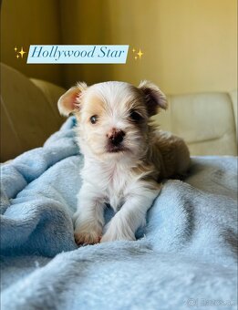 Golddust Yorkshire Terrier, Yorskshire s PP, Jork - 15
