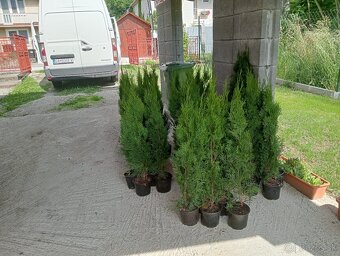 Tuja Smaragd, vavrínovec, červienka -  ROŽŇAVA - 15